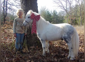 Altri pony/cavalli di piccola taglia, Castrone, 6 Anni, 91 cm, Grigio