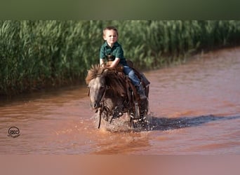 Altri pony/cavalli di piccola taglia, Castrone, 6 Anni, 91 cm, Grigio