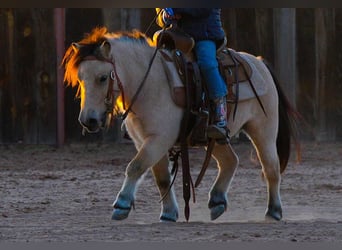 Altri pony/cavalli di piccola taglia, Castrone, 6 Anni, 95 cm, Pelle di daino