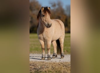 Altri pony/cavalli di piccola taglia, Castrone, 6 Anni, 95 cm, Pelle di daino