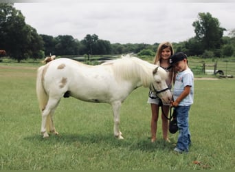 Altri pony/cavalli di piccola taglia, Castrone, 6 Anni, 97 cm, Falbo