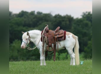 Altri pony/cavalli di piccola taglia, Castrone, 6 Anni, 97 cm, Falbo