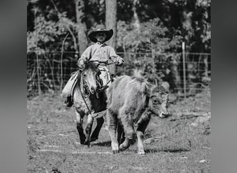 Altri pony/cavalli di piccola taglia, Castrone, 6 Anni, 97 cm, Pelle di daino