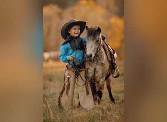 Altri pony/cavalli di piccola taglia, Castrone, 6 Anni, 97 cm, Pelle di daino