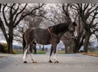 Altri pony/cavalli di piccola taglia, Castrone, 6 Anni, 97 cm, Roano rosso