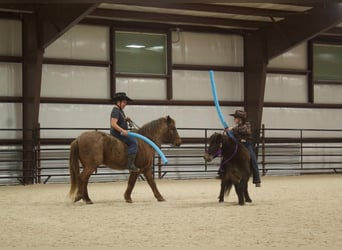 Altri pony/cavalli di piccola taglia, Castrone, 6 Anni, 99 cm, Baio