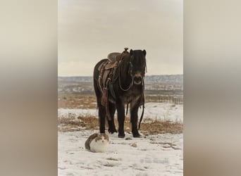 Altri pony/cavalli di piccola taglia, Castrone, 6 Anni, 99 cm, Baio