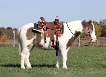 Altri pony/cavalli di piccola taglia, Castrone, 6 Anni, 99 cm, Pezzato