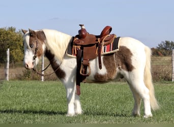Altri pony/cavalli di piccola taglia, Castrone, 6 Anni, 99 cm, Pezzato