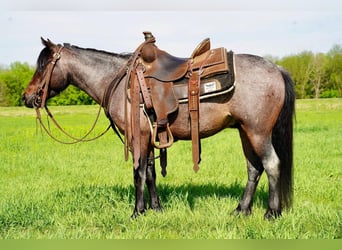 Altri pony/cavalli di piccola taglia, Castrone, 6 Anni, Baio roano