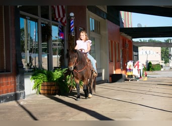 Altri pony/cavalli di piccola taglia, Castrone, 7 Anni, 102 cm, Baio ciliegia