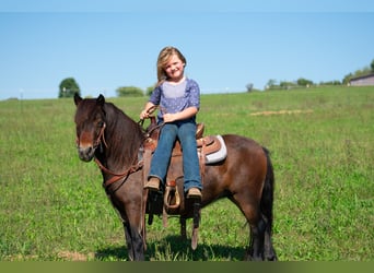 Altri pony/cavalli di piccola taglia, Castrone, 7 Anni, 102 cm, Baio ciliegia