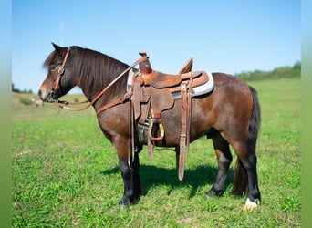 Altri pony/cavalli di piccola taglia, Castrone, 7 Anni, 102 cm, Baio ciliegia