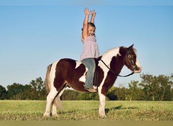 Altri pony/cavalli di piccola taglia, Castrone, 7 Anni, 102 cm