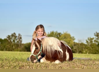 Altri pony/cavalli di piccola taglia, Castrone, 7 Anni, 102 cm
