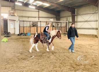 Altri pony/cavalli di piccola taglia, Castrone, 7 Anni, 102 cm, Sauro ciliegia