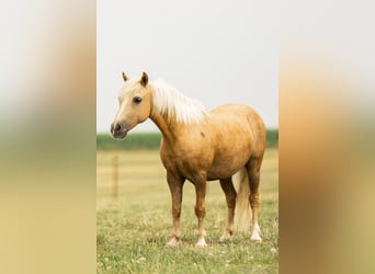 Altri pony/cavalli di piccola taglia, Castrone, 7 Anni, 107 cm, Palomino