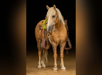Altri pony/cavalli di piccola taglia, Castrone, 7 Anni, 107 cm, Palomino