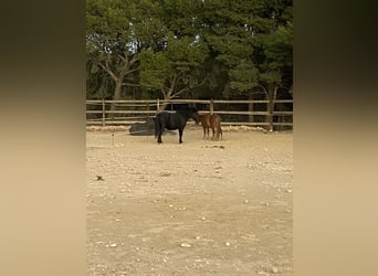 Altri pony/cavalli di piccola taglia Mix, Castrone, 7 Anni, 110 cm, Sauro