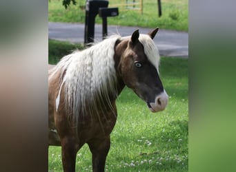 Altri pony/cavalli di piccola taglia, Castrone, 7 Anni, 112 cm