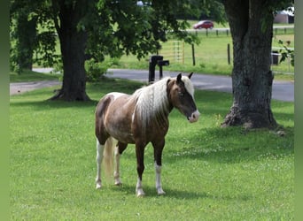 Altri pony/cavalli di piccola taglia, Castrone, 7 Anni, 112 cm