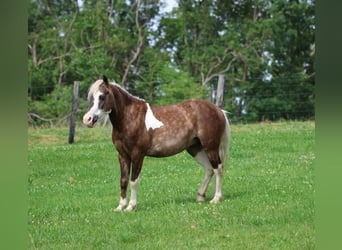 Altri pony/cavalli di piccola taglia, Castrone, 7 Anni, 112 cm