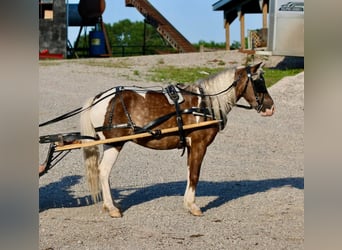 Altri pony/cavalli di piccola taglia, Castrone, 7 Anni, 112 cm