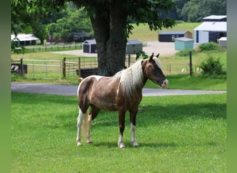 Altri pony/cavalli di piccola taglia, Castrone, 7 Anni, 112 cm