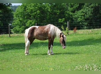 Altri pony/cavalli di piccola taglia, Castrone, 7 Anni, 112 cm