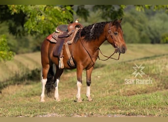 Altri pony/cavalli di piccola taglia, Castrone, 7 Anni, 114 cm