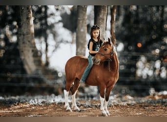 Altri pony/cavalli di piccola taglia, Castrone, 7 Anni, 114 cm