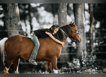 Altri pony/cavalli di piccola taglia, Castrone, 7 Anni, 114 cm