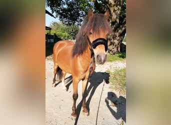 Altri pony/cavalli di piccola taglia, Castrone, 7 Anni, 125 cm, Baio