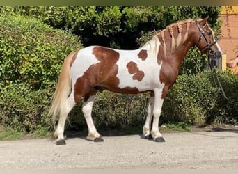 Altri pony/cavalli di piccola taglia, Castrone, 7 Anni, 125 cm, Pezzato