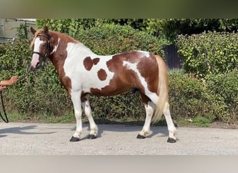 Altri pony/cavalli di piccola taglia, Castrone, 7 Anni, 125 cm, Pezzato