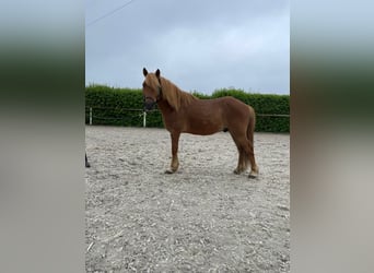 Altri pony/cavalli di piccola taglia, Castrone, 7 Anni, 130 cm, Baio