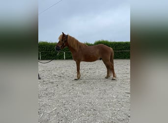 Altri pony/cavalli di piccola taglia, Castrone, 7 Anni, 130 cm, Baio