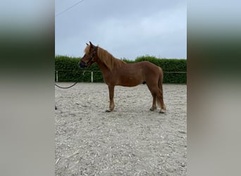 Altri pony/cavalli di piccola taglia, Castrone, 7 Anni, 130 cm, Baio