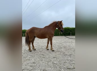 Altri pony/cavalli di piccola taglia, Castrone, 7 Anni, 130 cm, Baio