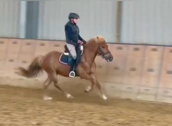 Altri pony/cavalli di piccola taglia, Castrone, 7 Anni, 130 cm, Baio