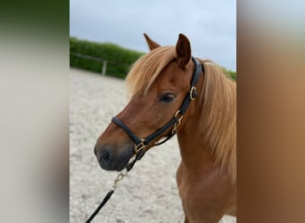 Altri pony/cavalli di piccola taglia, Castrone, 7 Anni, 130 cm, Baio