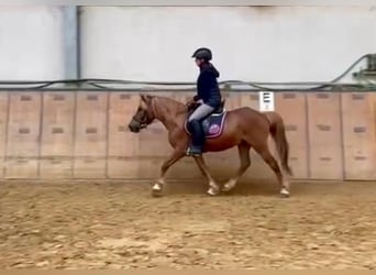 Altri pony/cavalli di piccola taglia, Castrone, 7 Anni, 130 cm, Baio