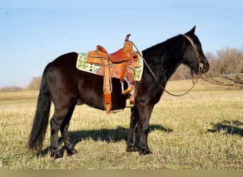 Altri pony/cavalli di piccola taglia, Castrone, 7 Anni, 130 cm, Morello