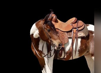 Altri pony/cavalli di piccola taglia, Castrone, 7 Anni, 135 cm