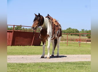 Altri pony/cavalli di piccola taglia, Castrone, 7 Anni, 135 cm
