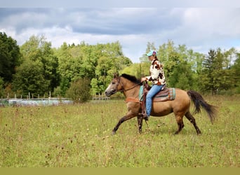 Altri pony/cavalli di piccola taglia, Castrone, 7 Anni, 135 cm, Pelle di daino