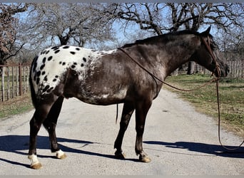 Altri pony/cavalli di piccola taglia, Castrone, 7 Anni, 140 cm, Morello