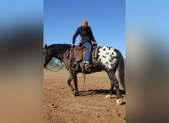 Altri pony/cavalli di piccola taglia, Castrone, 7 Anni, 140 cm, Morello