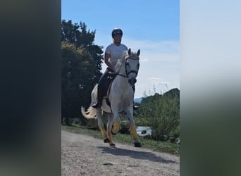 Altri pony/cavalli di piccola taglia Mix, Castrone, 7 Anni, 144 cm, Grigio trotinato