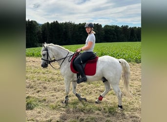 Altri pony/cavalli di piccola taglia Mix, Castrone, 7 Anni, 144 cm, Grigio trotinato